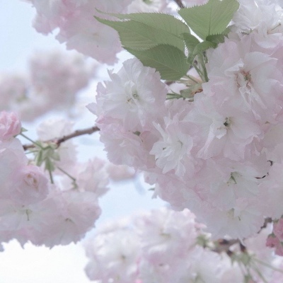 兽设线稿上色教程Furry群